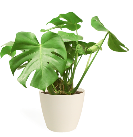 houseplant_1